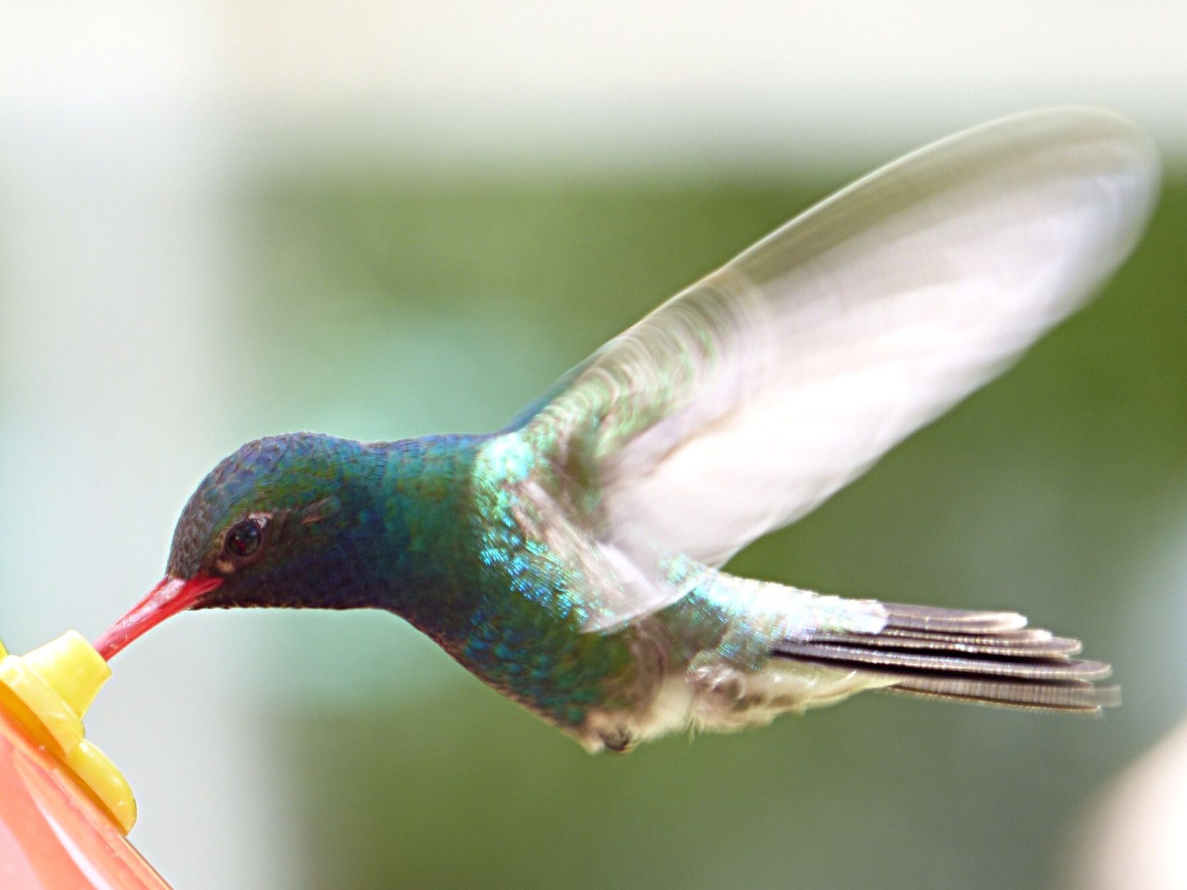 Hummingbirds from backyards and beyond